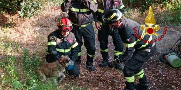Cane in difficoltà a Scano di Montiferro, sul posto i vigili del fuoco