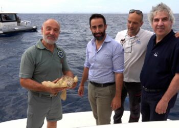 Nel Parco dell’Asinara è stata liberata una tartaruga recuperata lo scorso 16 febbraio