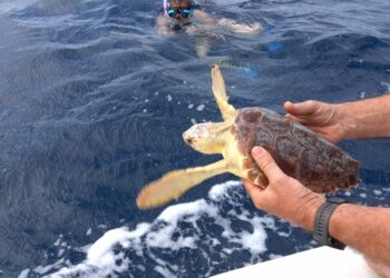 Nel Parco dell’Asinara è stata liberata una tartaruga recuperata lo scorso 16 febbraio