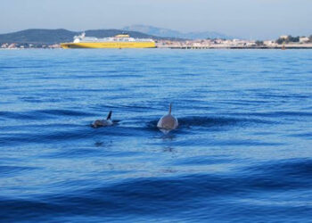 Corsica Sardinia Ferries celebra la Giornata Mondiale degli Oceani supportando Worldrise e il FESTIVALMAR, nelle acque cristalline di Golfo Aranci