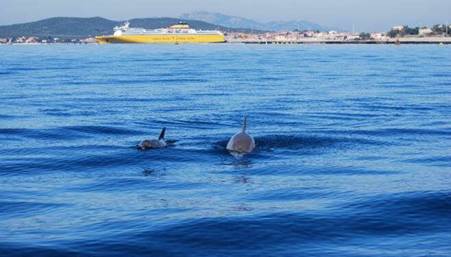 Corsica Sardinia Ferries celebra la Giornata Mondiale degli Oceani supportando Worldrise e il FESTIVALMAR, nelle acque cristalline di Golfo Aranci