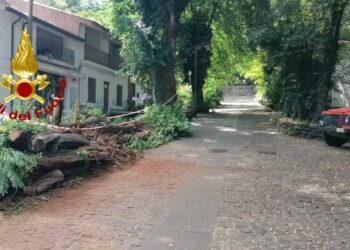 Santu Lussurgiu: albero pericolante a San Leonardo, intervengono i vigili del fuoco