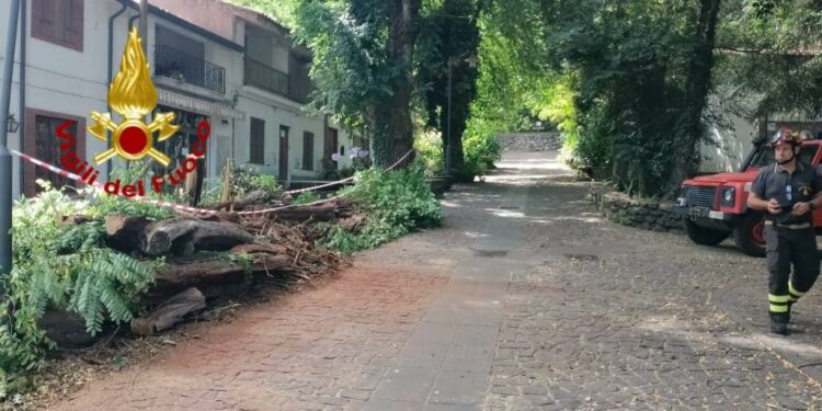 Santu Lussurgiu: albero pericolante a San Leonardo, intervengono i vigili del fuoco