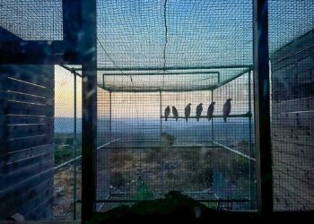 Bosa: rilasciate sei aquile del Bonelli