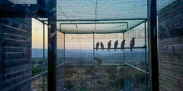 Bosa: rilasciate sei aquile del Bonelli