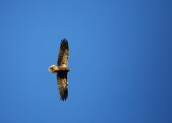 Life Safe For Vultures: a Porto Conte l’involo di un giovane capovaccaio nato in Sardegna