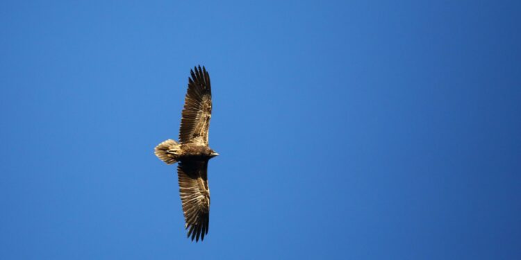 Life Safe For Vultures: a Porto Conte l’involo di un giovane capovaccaio nato in Sardegna