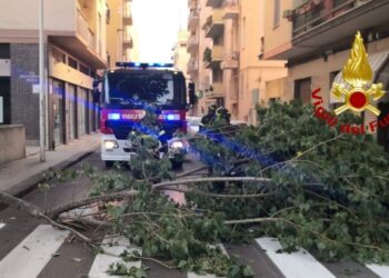 Sassari: cade un ramo in via dei Mille, sul posto i vigili del fuoco