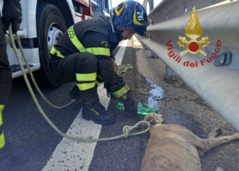 Cane ferito sulla 131 Carlo Felice, salvato dai vigili del fuoco