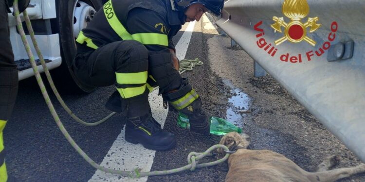 Cane ferito sulla 131 Carlo Felice, salvato dai vigili del fuoco