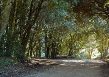 Domenica 9 luglio arriveranno in Sardegna le prime squadre di volontari di Protezione Civile specializzati in antincendio boschivo