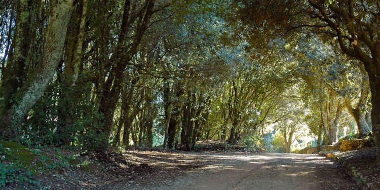 Domenica 9 luglio arriveranno in Sardegna le prime squadre di volontari di Protezione Civile specializzati in antincendio boschivo