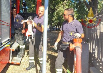 I vigili del fuoco sono intervenuti alle 10.00 per soccorrere un cagnolino che vagava per la carreggiata della SS 125 alle porte di Muravera