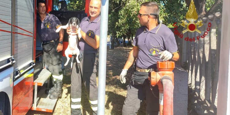 I vigili del fuoco sono intervenuti alle 10.00 per soccorrere un cagnolino che vagava per la carreggiata della SS 125 alle porte di Muravera