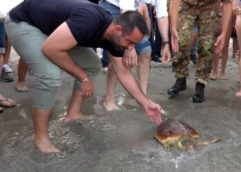 Cagliari: liberata una tartaruga Caretta Caretta