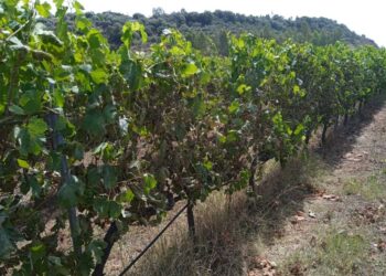 Allarme caldo nel Nuorese e in Ogliastra: a rischio vendemmia, ortive e allevamenti