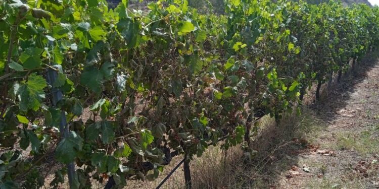 Allarme caldo nel Nuorese e in Ogliastra: a rischio vendemmia, ortive e allevamenti