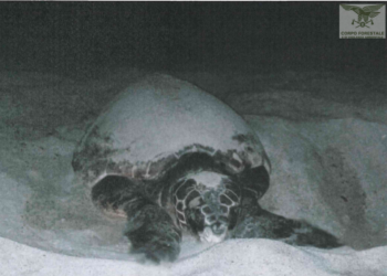 A San Teodoro una tartaruga Caretta caretta ha deposto le uova nella spiaggia di Lu Impostu