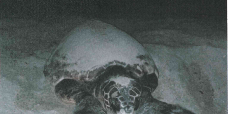 A San Teodoro una tartaruga Caretta caretta ha deposto le uova nella spiaggia di Lu Impostu