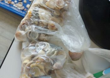 Cagliari: trovati in possesso di un chilo di ciottoli e conchiglie, nei guai una coppia di tedeschi