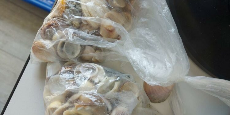 Cagliari: trovati in possesso di un chilo di ciottoli e conchiglie, nei guai una coppia di tedeschi