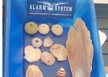 Olbia: nei guai due turisti trovati in possesso di una pinna nobilis e conchiglie