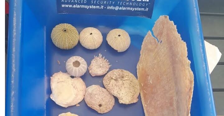 Olbia: nei guai due turisti trovati in possesso di una pinna nobilis e conchiglie