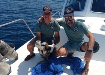 Life Safe For Vultures: recuperato un giovane grifone nell’area marina protetta di Capo Caccia