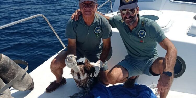 Life Safe For Vultures: recuperato un giovane grifone nell’area marina protetta di Capo Caccia