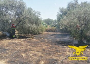 Oggi, su un totale di 16 incendi sviluppatisi sul territorio regionale, 5 hanno richiesto l’intervento dei mezzi aerei del Corpo forestale