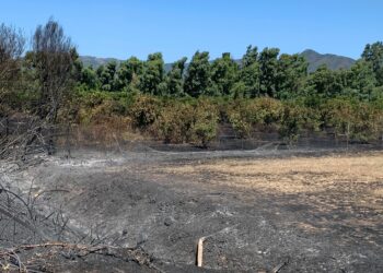 Incendi in Sardegna, Coldiretti Sardegna denuncia i primi danni