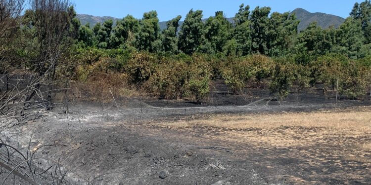 Incendi in Sardegna, Coldiretti Sardegna denuncia i primi danni