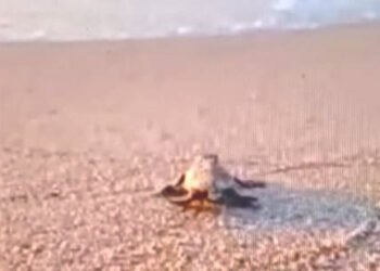 Nuova schiusa di Caretta caretta alle prime luci dell’alba al Poetto