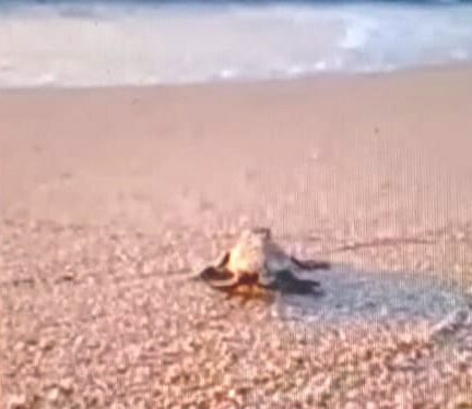 Nuova schiusa di Caretta caretta alle prime luci dell’alba al Poetto