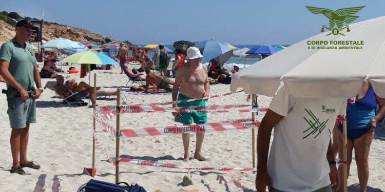 Due nuove schiuse di Caretta Caretta a Lotzorai e Pula