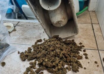 Gli investigatori delle Sezioni Falchi e Antidroga della locale Squadra Mobile, a Maracalagonis, hanno arrestato due uomini, padre e figlio, per detenzione ai fini di spaccio di sostanze stupefacenti in concorso