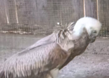 Il personale del Corpo forestale ha soccorso un giovane esemplare di avvoltoio di grifone