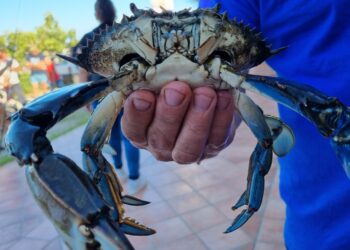 Grande partecipazione alla gara di pesca del granchio blu promossa dal Parco di Tepilora