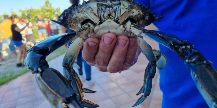 Grande partecipazione alla gara di pesca del granchio blu promossa dal Parco di Tepilora
