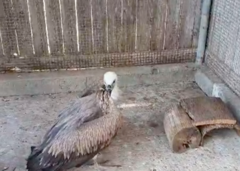 “Incursione” di un grifone a Villasalto