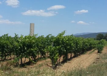 Sono 17 i vini della Sardegna che quest’anno hanno ottenuto i Tre Bicchieri, il massimo riconoscimento assegnato dalla guida Vini d’Italia di Gambero Rosso