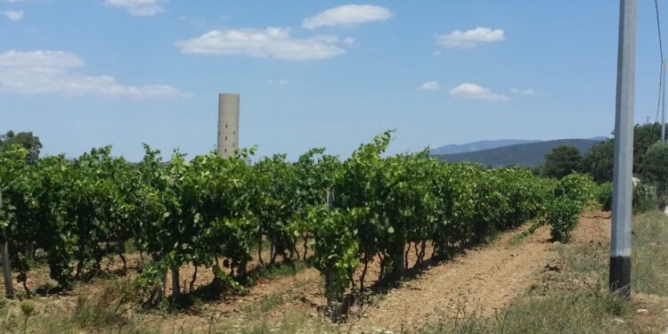 Sono 17 i vini della Sardegna che quest’anno hanno ottenuto i Tre Bicchieri, il massimo riconoscimento assegnato dalla guida Vini d’Italia di Gambero Rosso
