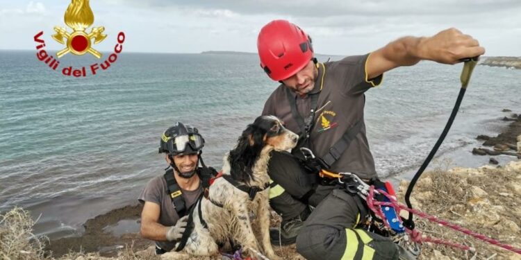 Cabras: un setter inglese scivola dalla scogliera, lo salvano i vigili del fuoco