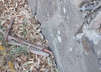 «Siringhe usate abbandonate nel piazzale dell’ospedale San Camillo di Sassari»: la denuncia di Desirè Manca (M5S)