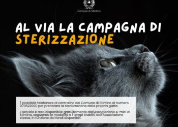 Stintino: al via la campagna di sterilizzazione per gatte di proprietà 