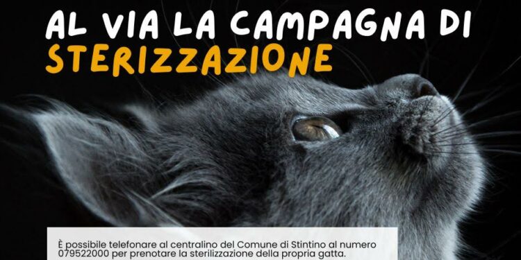 Stintino: al via la campagna di sterilizzazione per gatte di proprietà