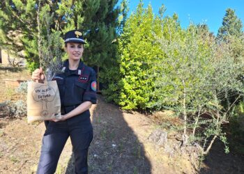 I carabinieri forestali donano “Un albero per la salute” all’ospedale Santissima Trinità di Cagliari