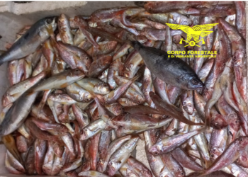 Il Corpo forestale ha sequestrato in un noto ristorante di Cagliari 25 kg di pesce, perché sotto misura o detenuto in violazione delle norme sulla tracciabilità