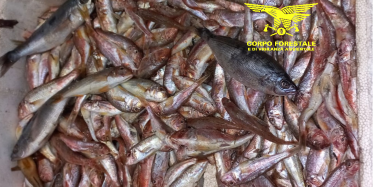 Il Corpo forestale ha sequestrato in un noto ristorante di Cagliari 25 kg di pesce, perché sotto misura o detenuto in violazione delle norme sulla tracciabilità