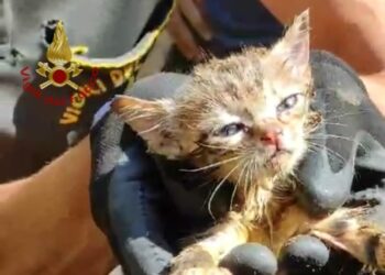 A Monserrato i vigili del fuoco hanno soccorso un gattino rimasto incastrato all’interno di una tubazione di scarico interrata